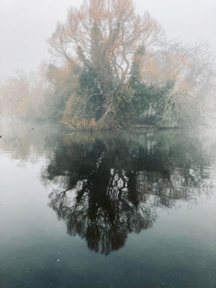 Reflection of a tree in a lake