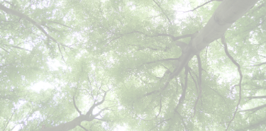 Pale title image for Roots and Wings, with bare tree branches and birds flying through a misty sky.